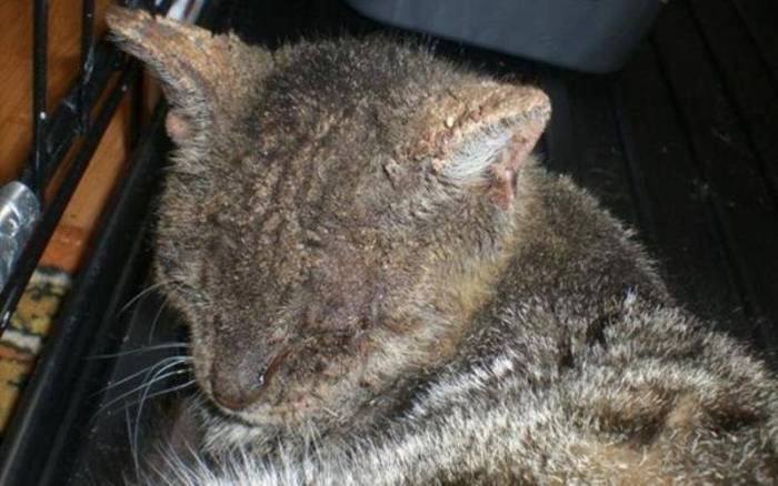 Лечим расчесы у кошек: быстро, эффективно, правильно