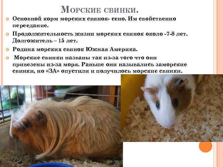 Морская свинка: уход и содержание в домашних условиях, сколько живет, чем кормить, размер клетки - zoosecrets