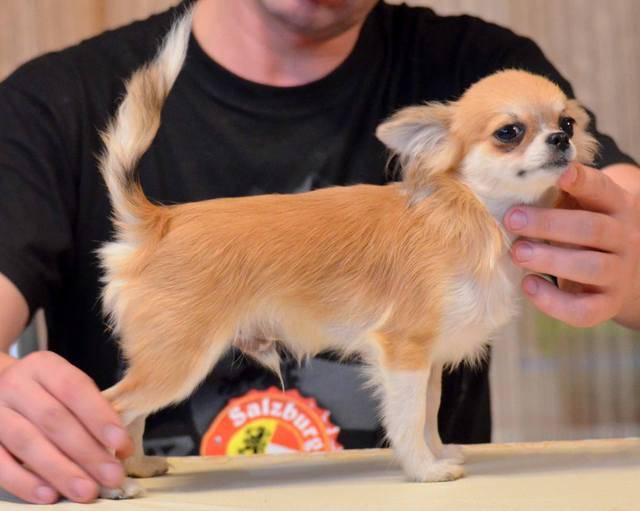 Как дрессировать чихуахуа в домашних условиях? - догофф