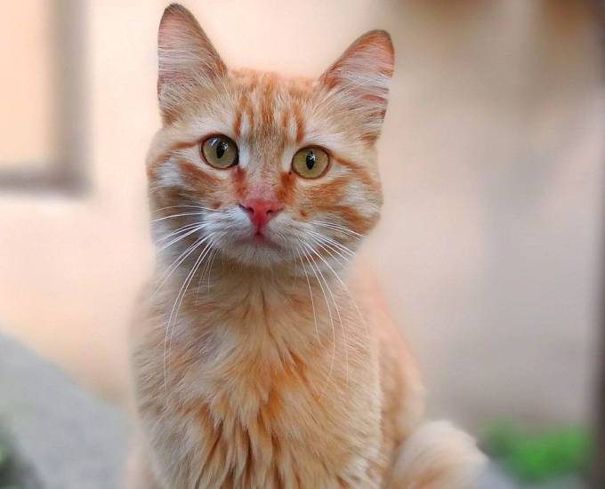 Анатолийская кошка (турецкая короткошерстная): история, характер и особенности содержания