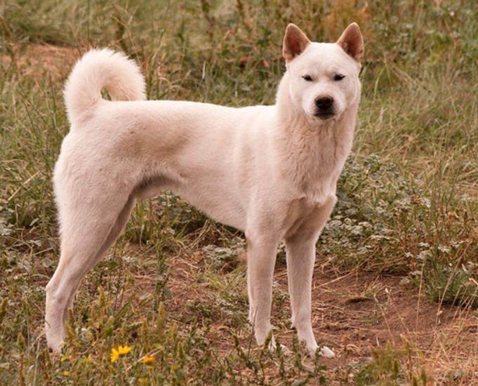 Японские породы собак - названия и фото (каталог)