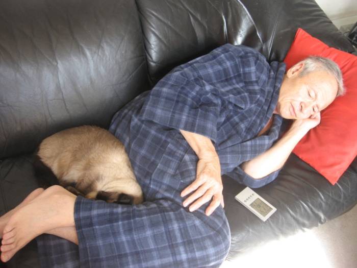 Котик — тёпленький животик: почему кошки спят на нас