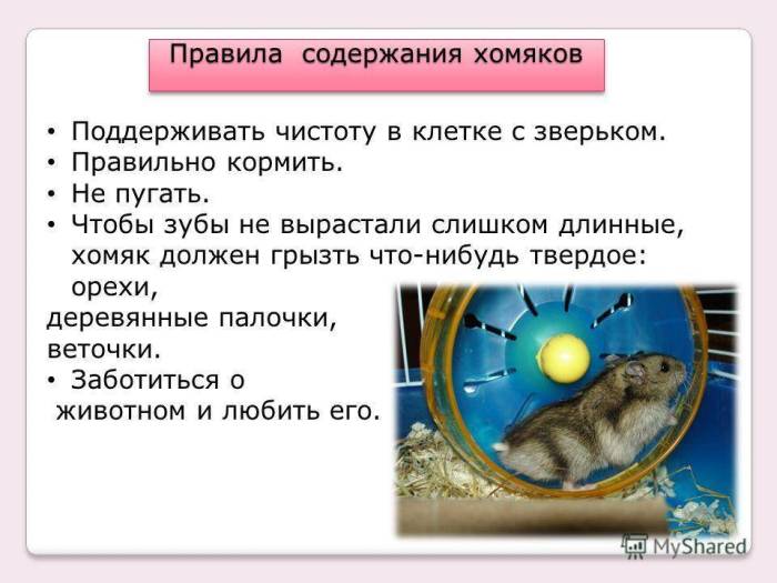 Все самое важное для успешного содержания хомяков в домашних условиях