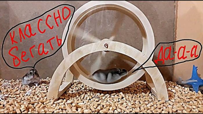 Колесо для хомяка: виды конструкций, как сделать самостоятельно и нюансы выбора