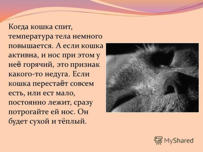 Какой должен быть нос у здоровой собаки