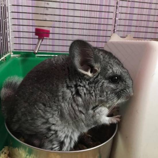 Сколько стоит шиншилла в 2022: в зоомагазине, у частника