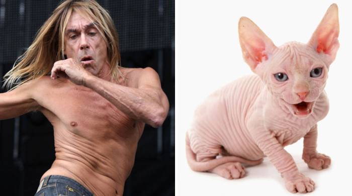 Понимают ли кошки человеческую речь: как это выражается, мнения ученых и заводчиков