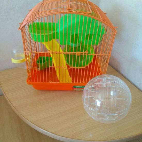 Использование прогулочного шара для хомяка: для чего он нужен, как правильно выбрать