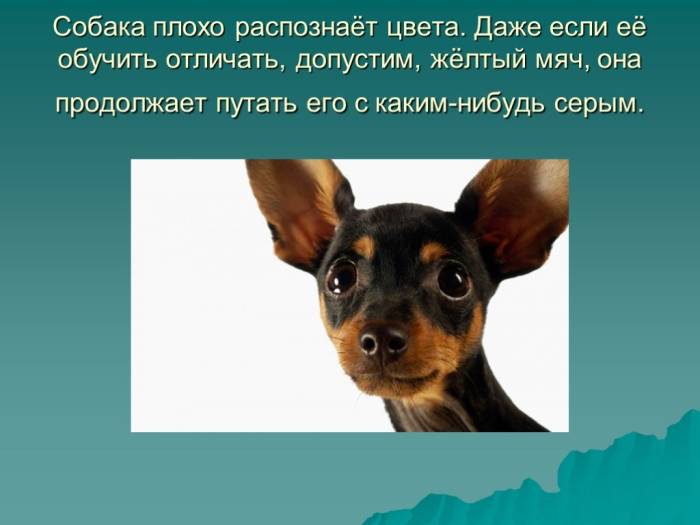 ᐉ как видят собаки: какое зрение, различают ли цвета, как собаки видят в темноте - kcc-zoo.ru