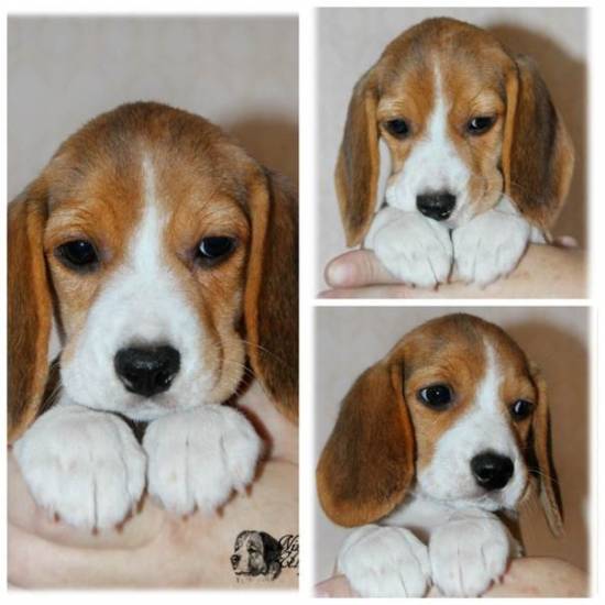 Особенности ухода и содержания биглей в квартире: когда начинать дрессировку