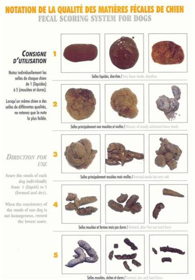 Основные причины черных какашек у собак: что это значит, чем опасен черный понос