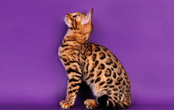 Пятнистые кошки: обзор домашних пород