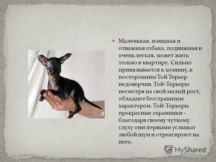 Длинношерстный тойтерьер: описание породы