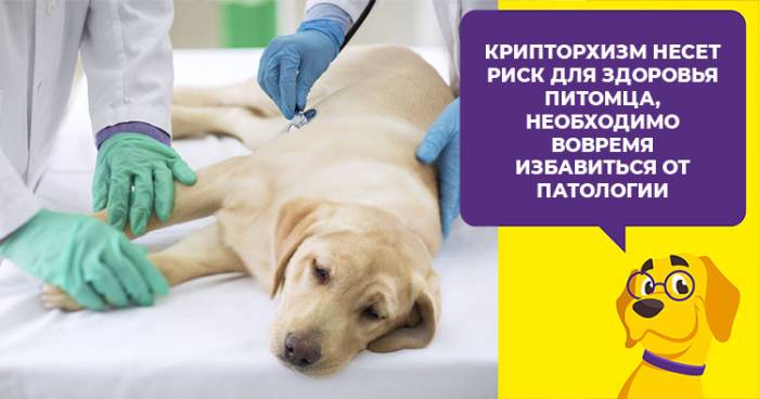 Ветеринарный центр доктора базылевского а.а.кастрация крипторхов собак. стоит ли их кастрировать?