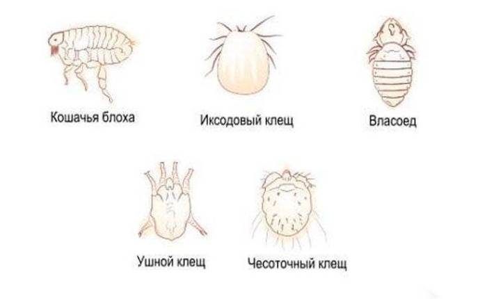 Власоеды у собак: признаки заболевания и методы лечения