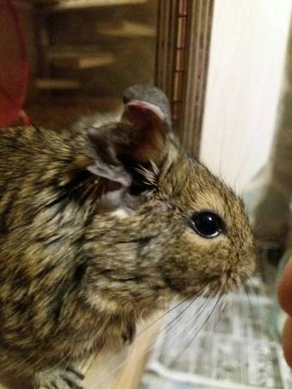 Звуки дегу: какие звуки издают дегу, что значат звуки дегу