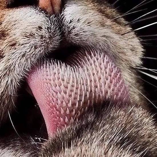 Язык кошек: строение и заболевания | ваши питомцы