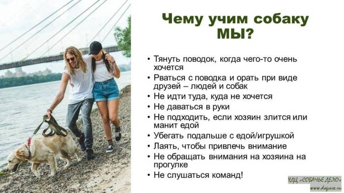 Как отучить собаку тянуть поводок на прогулке