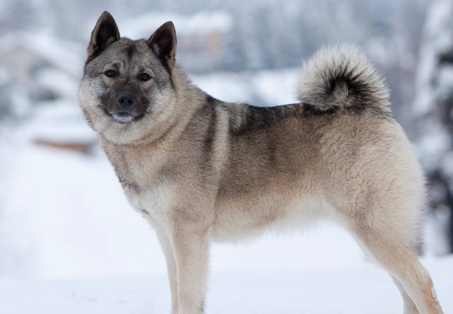Норвежский элкхаунд (лосиная лайка) — фото, описание породы собак, особенности