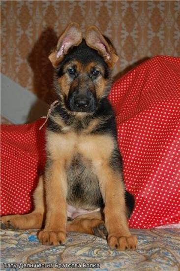 Почему у собаки упало одно ухо у взрослой собаки