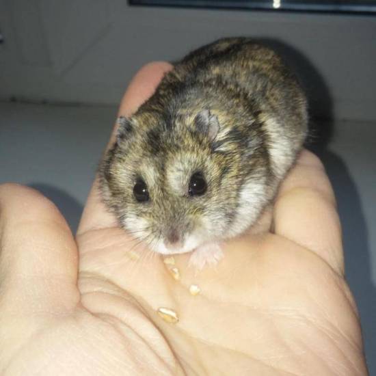 Редкие клички для хомяков