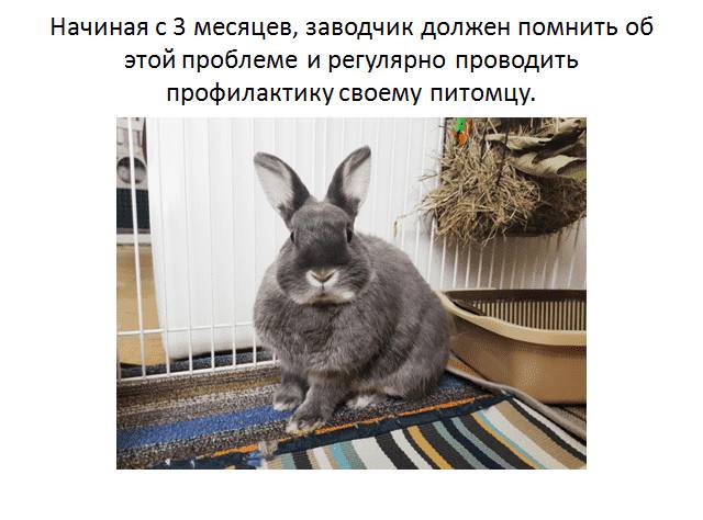 Сколько живут кролики обычные и декоративные вислоухие