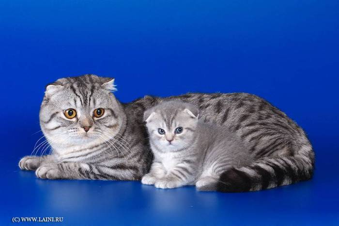 Шотландская вислоухая кошка (скоттиш фолд): 80 фото, описание, окрас, характер кошек