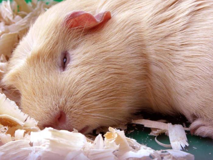 Рацион и режим питания морских свинок: чем и когда кормить, что давать нельзя