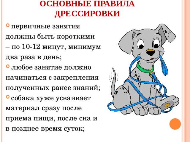 Как научить собаку командам: правила дрессировки, 13 полезных команд, курсы дрессировки с тренером