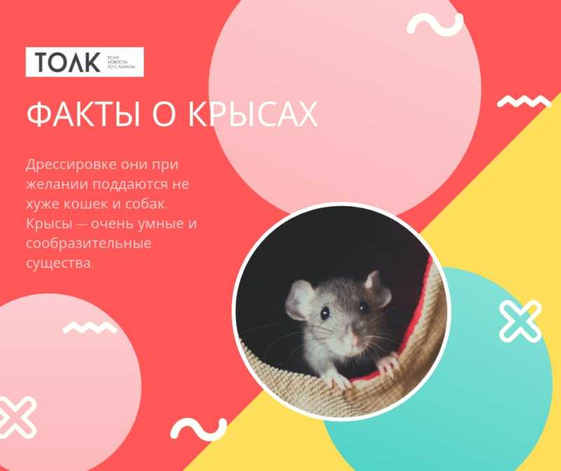 Все о крысах - интересные факты, виды и их описание
