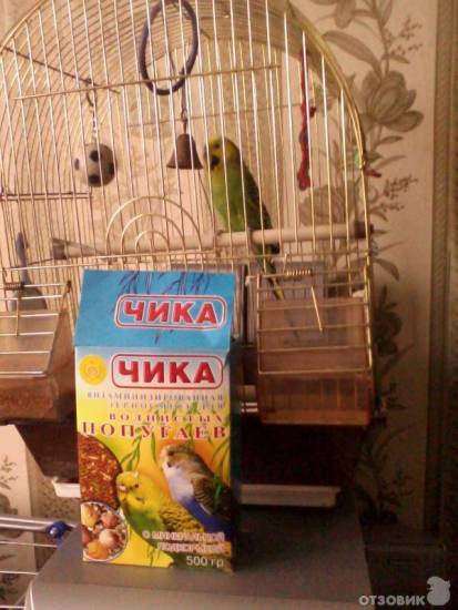 Как содержать попугая кореллу в благоприятствующих условиях