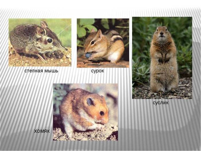 Все о диких хомяках: где живут, как выживают в естественной среде, фото грызунов