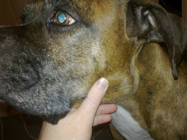 Блефарит у собак: симптомы и лечение