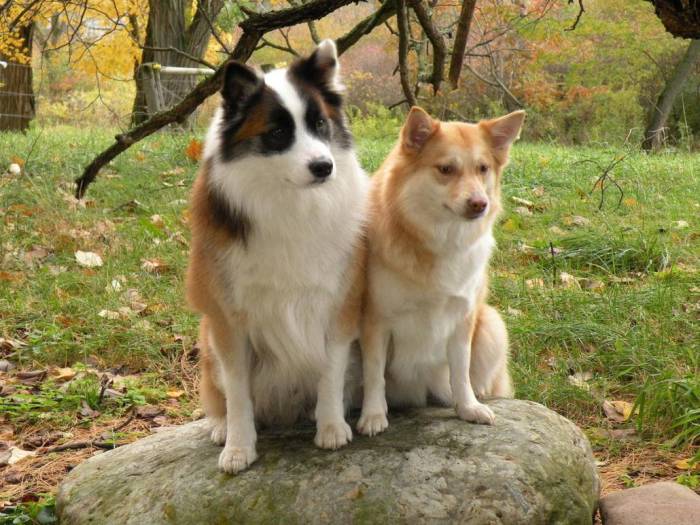 ᐉ описание породы исландская собака с отзывами владельцев и фото - zoogradspb.ru