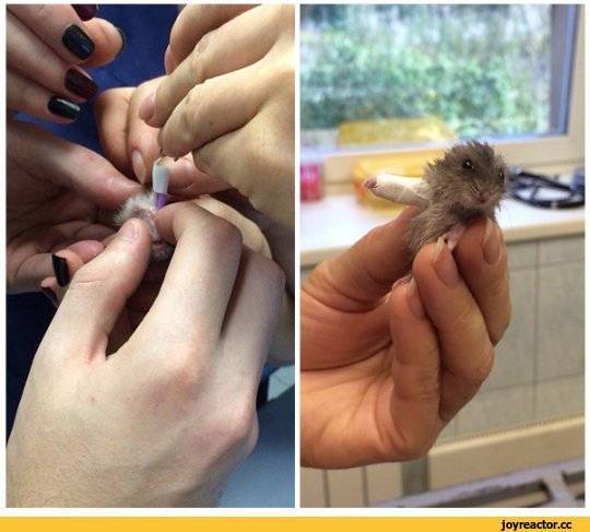 ᐉ что делать если хомяк сломал лапку, симптомы и лечение переломов лап - zoopalitra-spb.ru