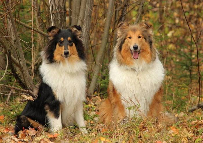 Шотландская овчарка колли: воспитание, характер, питание