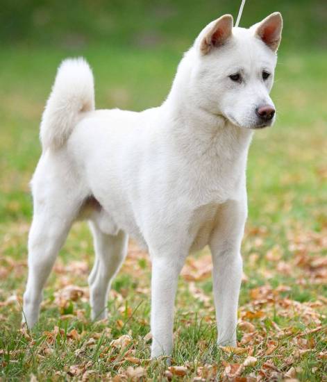 Топ 35: японские породы собак с фото и описанием - большие и маленькие породы собак из японии