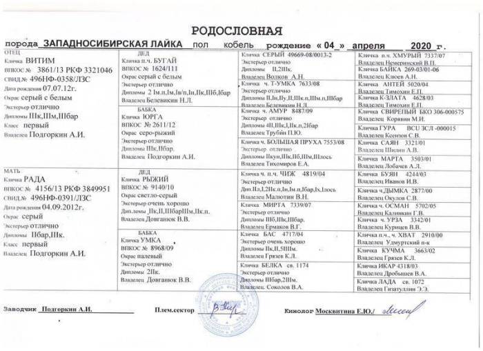 Западно-сибирская лайка: описание породы с фото, характер, рекомендации по уходу