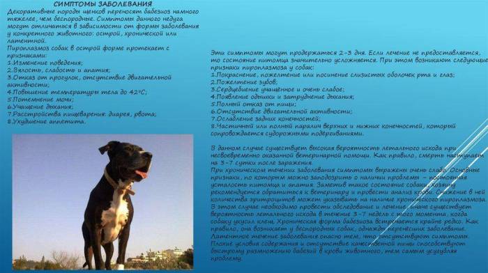 Что такое пироплазмоз (бабезиоз) у собак, чем он опасен и как его лечить