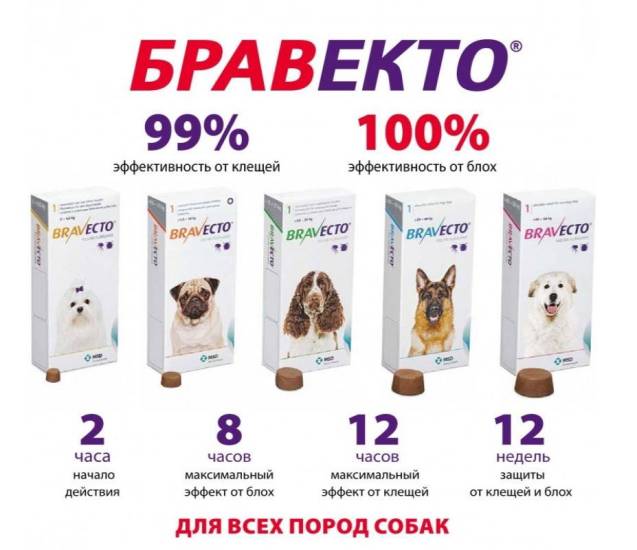 Бравекто для собак: польза или вред для животного