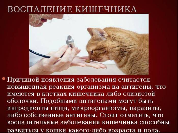 Симптомы воспаления легких у собак часто проявляется в скрытой форме