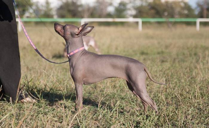 Американский голый терьер.