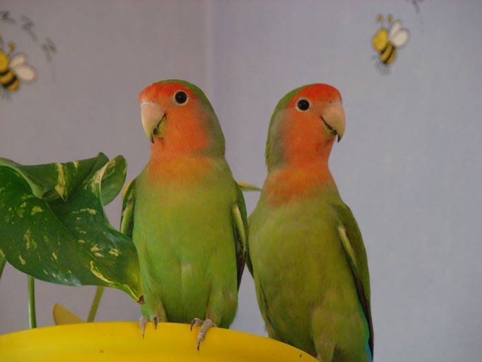 Как определить пол волнистого попугая