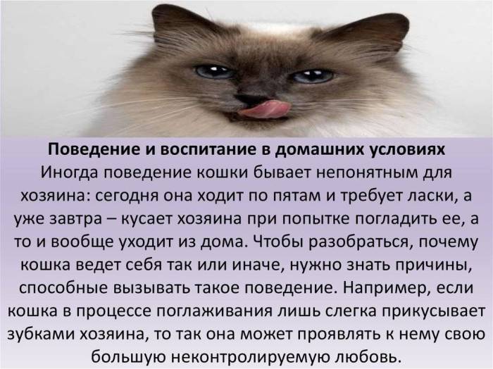 Почему кот носится по квартире как ненормальный: причины и методы решения
почему кот носится по квартире как ненормальный: причины и методы решения