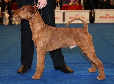 Описание породы ирландский терьер: внешний вид, содержание и фото