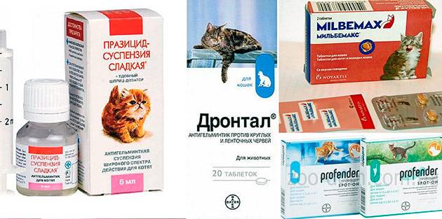 Глистогонное для кошек: симптомы, последствия и способы лечения | ваши питомцы