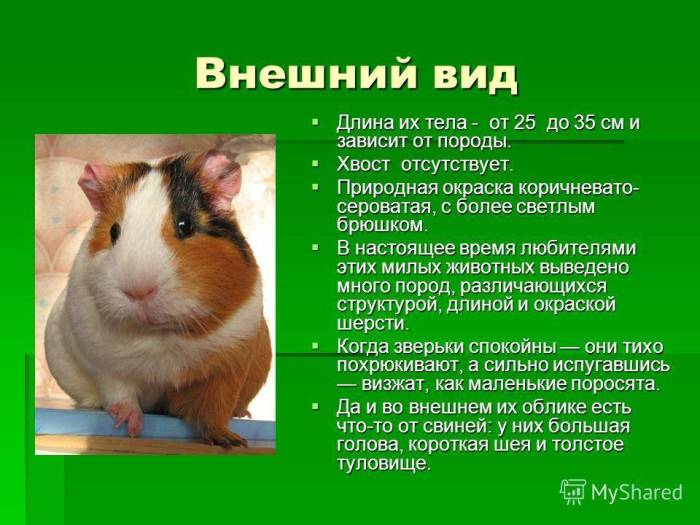 Сколько живут морские свинки – продолжительность жизни