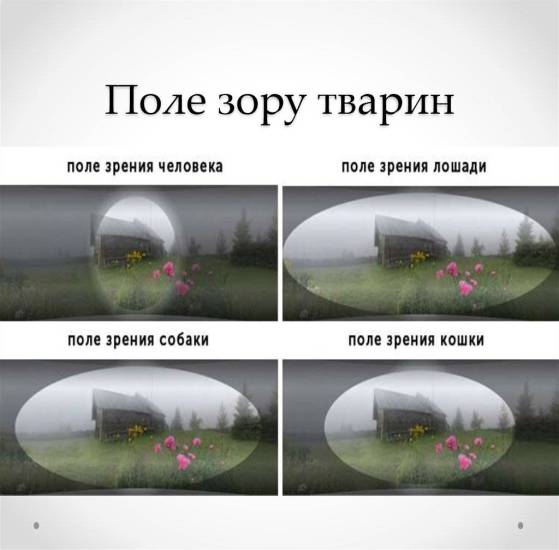 Сколько цветов способны различать собаки: черно-белое зрение, красный цвет