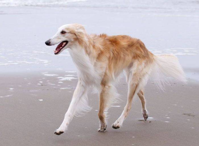 Шелковистый виндхаунд: описание породы собак с фото и видео