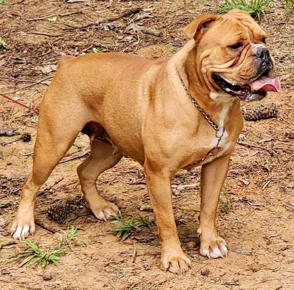 Подробное описание заново созданного старотипного староанглийского бульдога